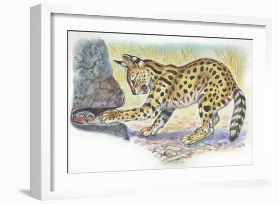 Serval Felis Serval Catching Reptile-null-Framed Giclee Print