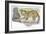 Serval Felis Serval Catching Reptile-null-Framed Giclee Print