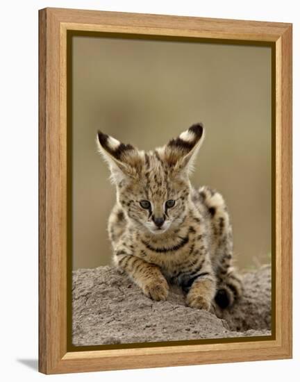 Serval (Felis Serval) Cub on Termite Mound, Masai Mara National Reserve, Kenya, East Africa-James Hager-Framed Premier Image Canvas