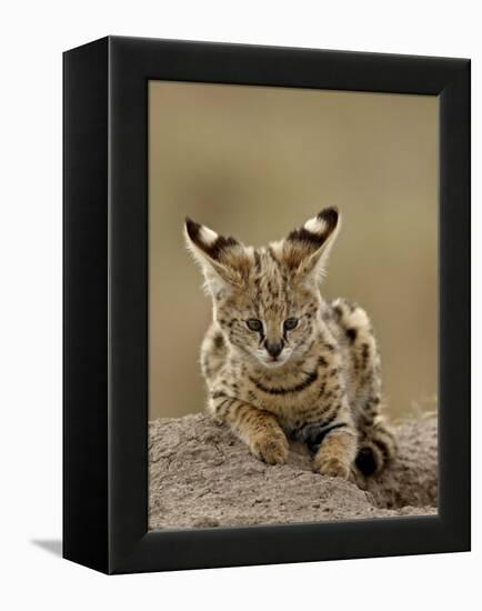 Serval (Felis Serval) Cub on Termite Mound, Masai Mara National Reserve, Kenya, East Africa-James Hager-Framed Premier Image Canvas