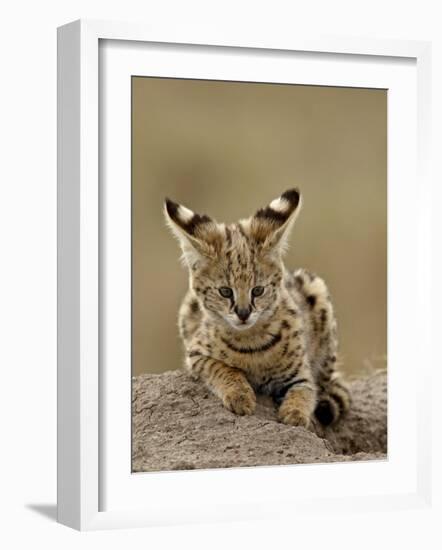 Serval (Felis Serval) Cub on Termite Mound, Masai Mara National Reserve, Kenya, East Africa-James Hager-Framed Photographic Print