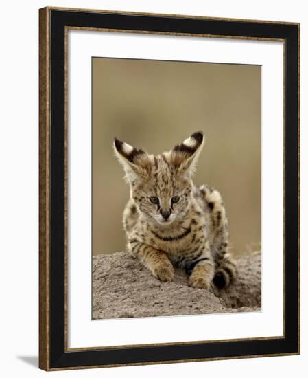 Serval (Felis Serval) Cub on Termite Mound, Masai Mara National Reserve, Kenya, East Africa-James Hager-Framed Photographic Print