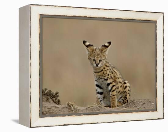 Serval (Felis Serval) Cub on Termite Mound, Masai Mara National Reserve, Kenya, East Africa-James Hager-Framed Premier Image Canvas