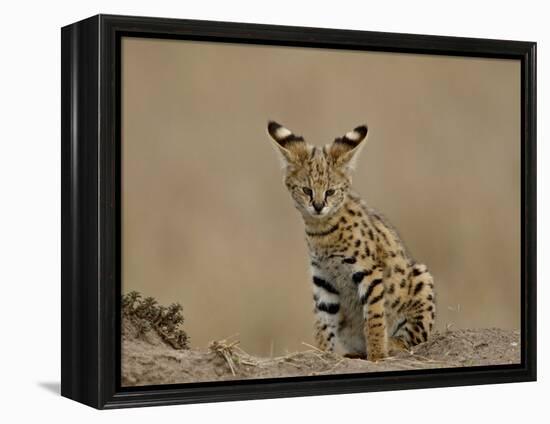 Serval (Felis Serval) Cub on Termite Mound, Masai Mara National Reserve, Kenya, East Africa-James Hager-Framed Premier Image Canvas