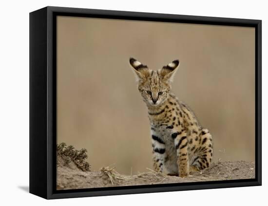 Serval (Felis Serval) Cub on Termite Mound, Masai Mara National Reserve, Kenya, East Africa-James Hager-Framed Premier Image Canvas