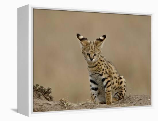 Serval (Felis Serval) Cub on Termite Mound, Masai Mara National Reserve, Kenya, East Africa-James Hager-Framed Premier Image Canvas