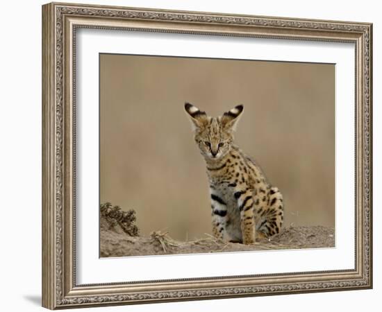 Serval (Felis Serval) Cub on Termite Mound, Masai Mara National Reserve, Kenya, East Africa-James Hager-Framed Photographic Print