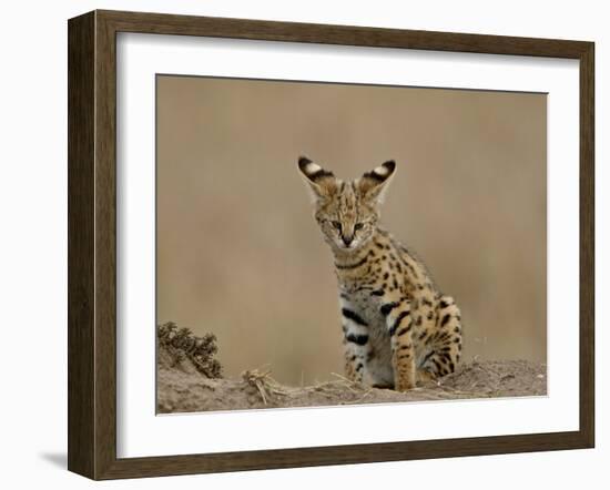 Serval (Felis Serval) Cub on Termite Mound, Masai Mara National Reserve, Kenya, East Africa-James Hager-Framed Photographic Print