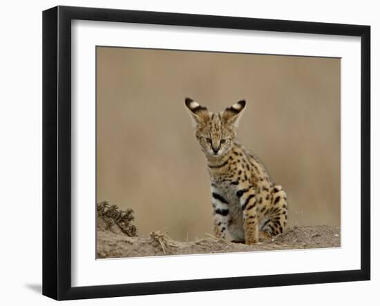 Serval (Felis Serval) Cub on Termite Mound, Masai Mara National Reserve, Kenya, East Africa-James Hager-Framed Photographic Print