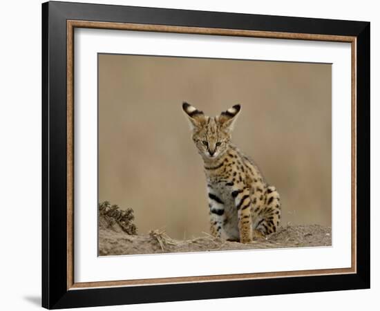 Serval (Felis Serval) Cub on Termite Mound, Masai Mara National Reserve, Kenya, East Africa-James Hager-Framed Photographic Print