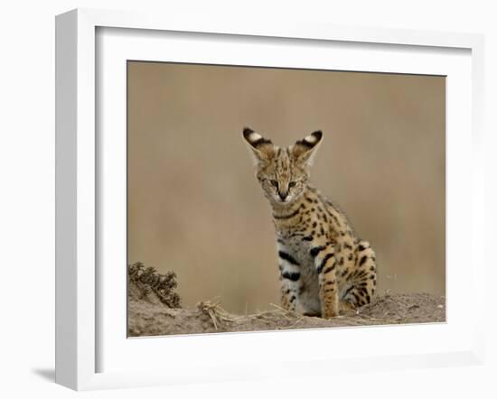 Serval (Felis Serval) Cub on Termite Mound, Masai Mara National Reserve, Kenya, East Africa-James Hager-Framed Photographic Print