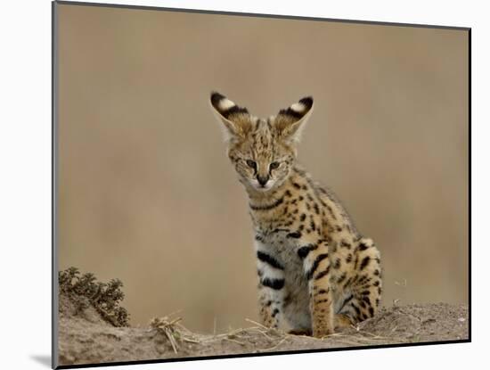 Serval (Felis Serval) Cub on Termite Mound, Masai Mara National Reserve, Kenya, East Africa-James Hager-Mounted Photographic Print