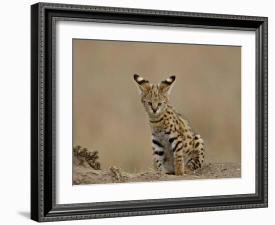 Serval (Felis Serval) Cub on Termite Mound, Masai Mara National Reserve, Kenya, East Africa-James Hager-Framed Photographic Print