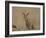 Serval (Felis Serval) Cub on Termite Mound, Masai Mara National Reserve, Kenya, East Africa-James Hager-Framed Photographic Print