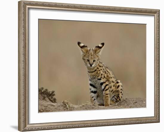 Serval (Felis Serval) Cub on Termite Mound, Masai Mara National Reserve, Kenya, East Africa-James Hager-Framed Photographic Print