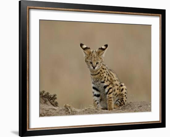 Serval (Felis Serval) Cub on Termite Mound, Masai Mara National Reserve, Kenya, East Africa-James Hager-Framed Photographic Print
