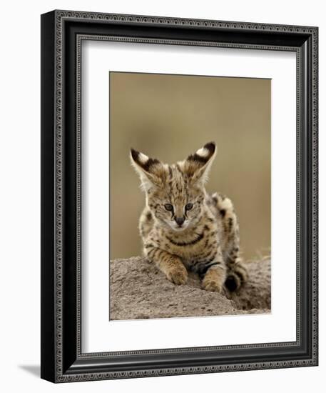 Serval (Felis Serval) Cub on Termite Mound, Masai Mara National Reserve, Kenya, East Africa-James Hager-Framed Photographic Print