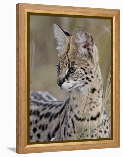 Serval (Felis Serval), Masai Mara National Reserve, Kenya, East Africa, Africa-James Hager-Framed Premier Image Canvas