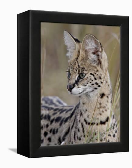 Serval (Felis Serval), Masai Mara National Reserve, Kenya, East Africa, Africa-James Hager-Framed Premier Image Canvas