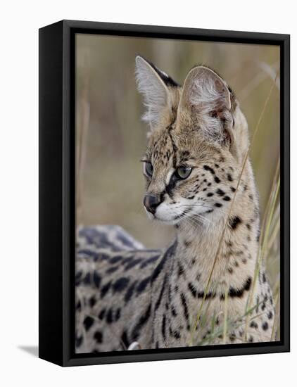 Serval (Felis Serval), Masai Mara National Reserve, Kenya, East Africa, Africa-James Hager-Framed Premier Image Canvas