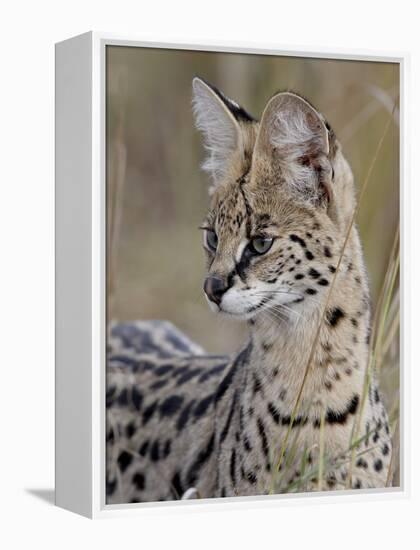 Serval (Felis Serval), Masai Mara National Reserve, Kenya, East Africa, Africa-James Hager-Framed Premier Image Canvas