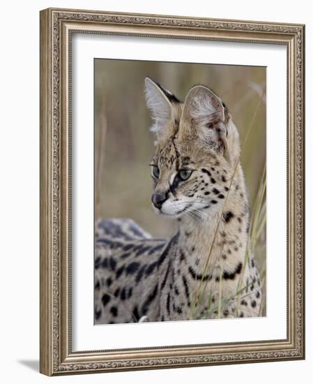 Serval (Felis Serval), Masai Mara National Reserve, Kenya, East Africa, Africa-James Hager-Framed Photographic Print