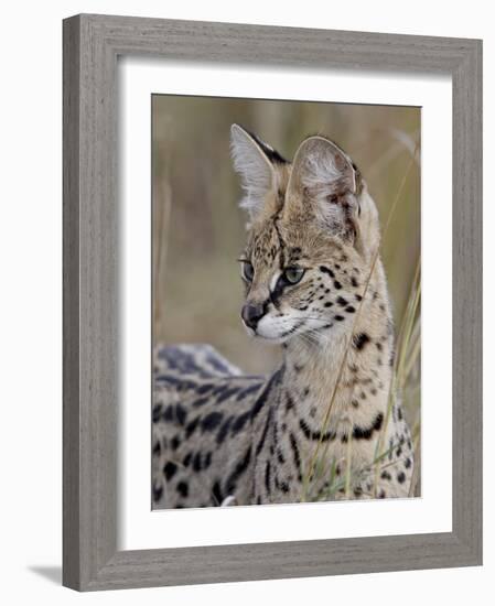 Serval (Felis Serval), Masai Mara National Reserve, Kenya, East Africa, Africa-James Hager-Framed Photographic Print