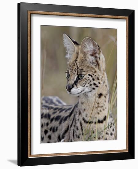 Serval (Felis Serval), Masai Mara National Reserve, Kenya, East Africa, Africa-James Hager-Framed Photographic Print