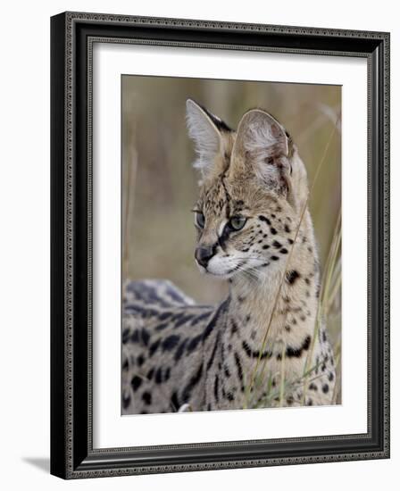 Serval (Felis Serval), Masai Mara National Reserve, Kenya, East Africa, Africa-James Hager-Framed Photographic Print