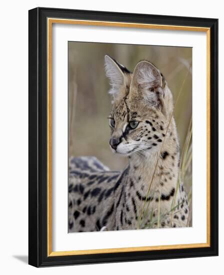 Serval (Felis Serval), Masai Mara National Reserve, Kenya, East Africa, Africa-James Hager-Framed Photographic Print