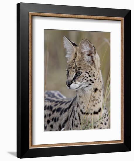 Serval (Felis Serval), Masai Mara National Reserve, Kenya, East Africa, Africa-James Hager-Framed Photographic Print