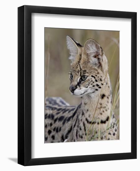 Serval (Felis Serval), Masai Mara National Reserve, Kenya, East Africa, Africa-James Hager-Framed Photographic Print