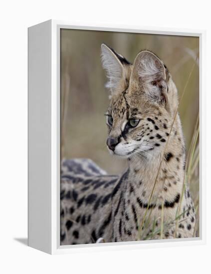 Serval (Felis Serval), Masai Mara National Reserve, Kenya, East Africa, Africa-James Hager-Framed Premier Image Canvas