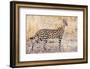 Serval Hunting-Jeffrey C. Sink-Framed Photographic Print