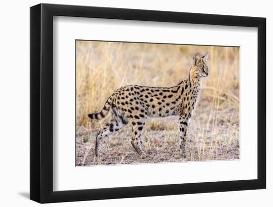 Serval Hunting-Jeffrey C. Sink-Framed Photographic Print