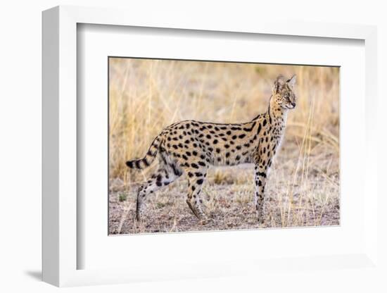 Serval Hunting-Jeffrey C. Sink-Framed Photographic Print