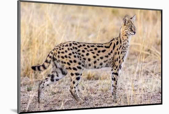 Serval Hunting-Jeffrey C. Sink-Mounted Photographic Print