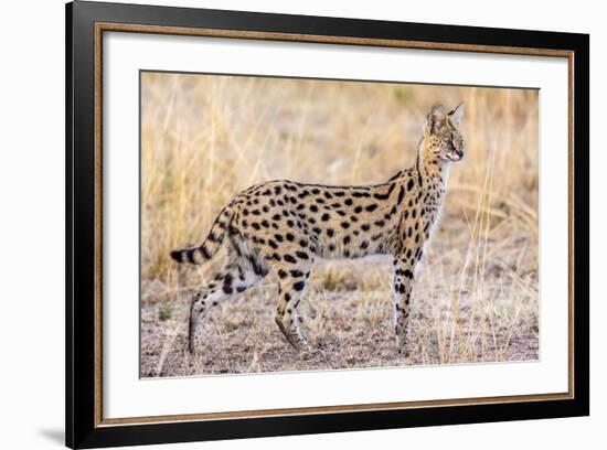 Serval Hunting-Jeffrey C. Sink-Framed Photographic Print