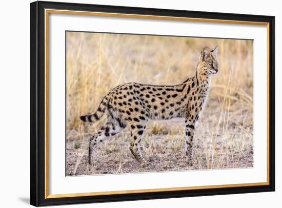 Serval Hunting-Jeffrey C. Sink-Framed Photographic Print