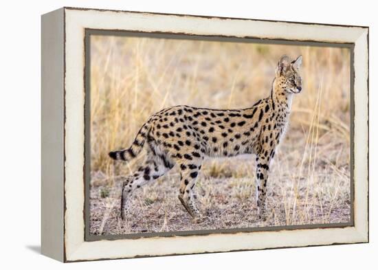 Serval Hunting-Jeffrey C. Sink-Framed Premier Image Canvas