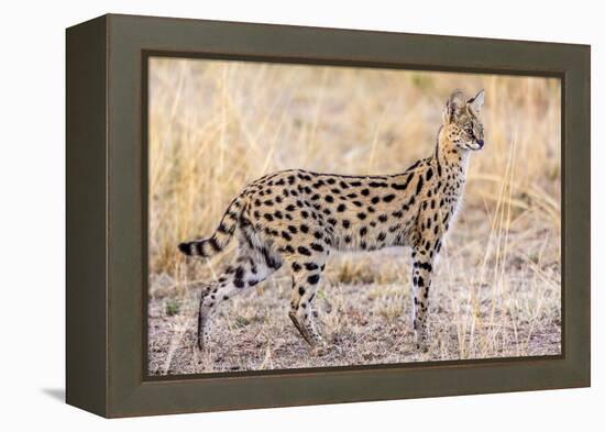 Serval Hunting-Jeffrey C. Sink-Framed Premier Image Canvas