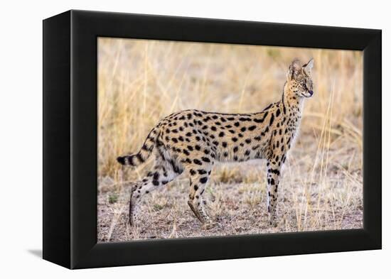 Serval Hunting-Jeffrey C. Sink-Framed Premier Image Canvas