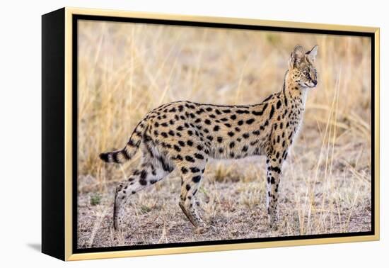 Serval Hunting-Jeffrey C. Sink-Framed Premier Image Canvas