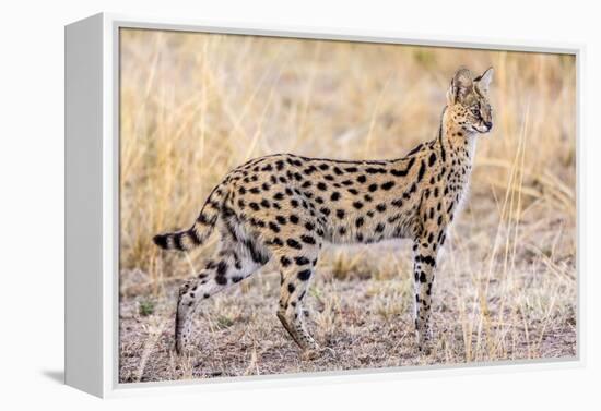 Serval Hunting-Jeffrey C. Sink-Framed Premier Image Canvas