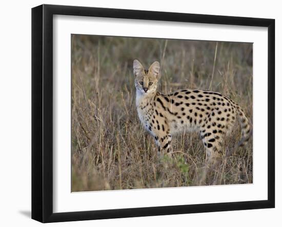 Serval, Masai Mara National Reserve, Kenya, East Africa, Africa-James Hager-Framed Photographic Print