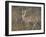 Serval, Masai Mara National Reserve, Kenya, East Africa, Africa-James Hager-Framed Photographic Print