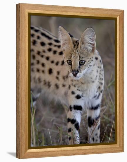 Serval, Masai Mara National Reserve, Kenya, East Africa, Africa-James Hager-Framed Premier Image Canvas