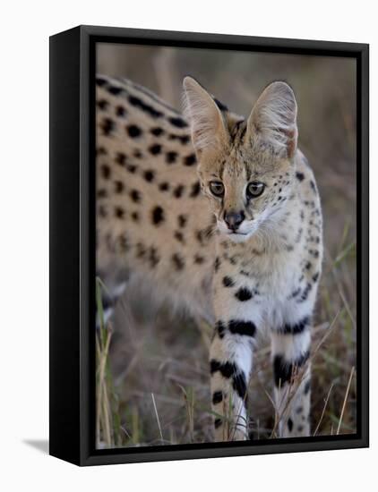 Serval, Masai Mara National Reserve, Kenya, East Africa, Africa-James Hager-Framed Premier Image Canvas