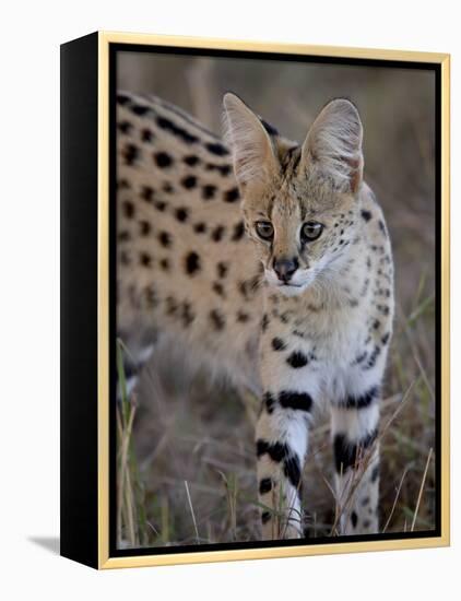 Serval, Masai Mara National Reserve, Kenya, East Africa, Africa-James Hager-Framed Premier Image Canvas