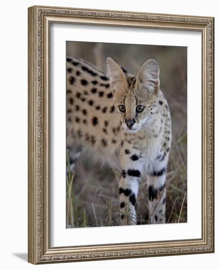 Serval, Masai Mara National Reserve, Kenya, East Africa, Africa-James Hager-Framed Photographic Print